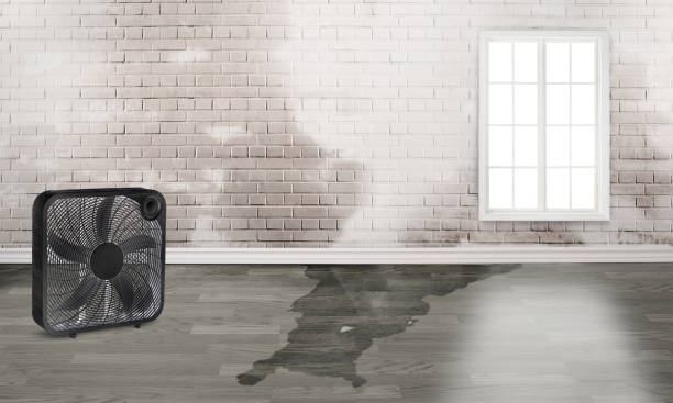 Best Water damage contractors near me  in Frisco City, AL